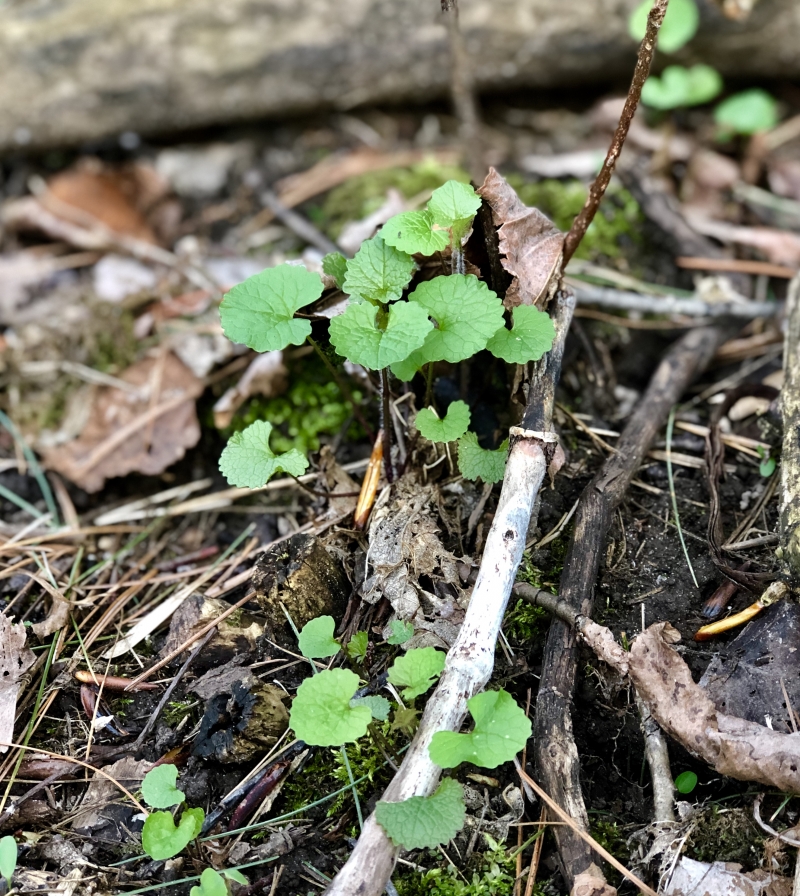 Garlic Mustard (Alliaria petiolata) Nature Up North